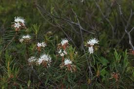 Attēlu rezultāti vaicājumam “Ledum palustre flower”