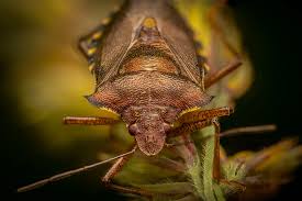 Attēlu rezultāti vaicājumam “Pentatoma rufipes”