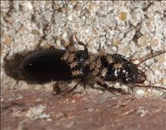 Attēlu rezultāti vaicājumam “Mesostigmata”