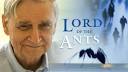 Lord of the Ants