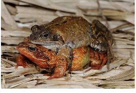 Attēlu rezultāti vaicājumam “Rana temporaria adult”