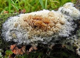 Attēlu rezultāti vaicājumam “Hyphodontia barba-jovis”