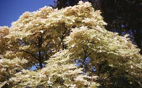 Attēlu rezultāti vaicājumam “Acer pseudoplatanus fo. purpurascens”