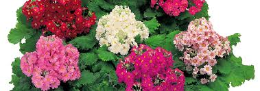 Image result for Primula malacoides