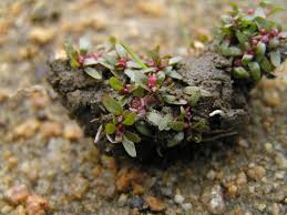 Attēlu rezultāti vaicājumam “Elatinaceae”