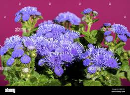 Image result for Ageratum mexicanum