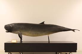 Image result for Kogia breviceps