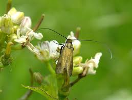 Attēlu rezultāti vaicājumam “Cauchas rufimitrella”