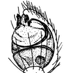 Attēlu rezultāti vaicājumam “Paidiscura pallens eggs”