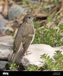 Image result for Catharus minimus