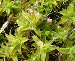 Attēlu rezultāti vaicājumam “Acrocarpous mosses”