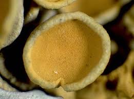 Attēlu rezultāti vaicājumam “Lichenoconium xanthoriae”