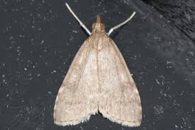 Attēlu rezultāti vaicājumam “Udea prunalis”