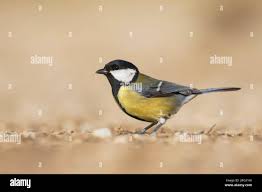 Attēlu rezultāti vaicājumam “Parus major female”