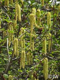 Attēlu rezultāti vaicājumam “Alnus incana”