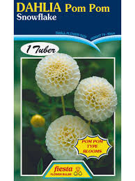 Image result for Dahlia `Snowflake`