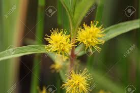 Attēlu rezultāti vaicājumam “Lysimachia thyrsiflora flower”