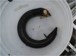 Image result for Anguilla rostrata