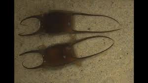 Image result for Leucoraja erinaceus