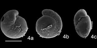 Attēlu rezultāti vaicājumam “Fuligo gyrosa macro”