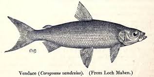 Image result for Coregonus huntsmani