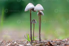 Attēlu rezultāti vaicājumam “Panaeolus papilionaceus”