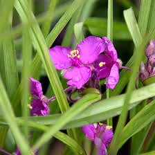 Attēlu rezultāti vaicājumam “Tradescantia virginiana flower”