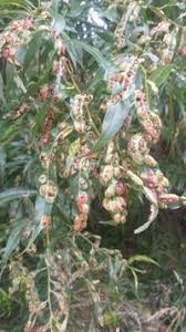 Attēlu rezultāti vaicājumam “Pontania proxima”