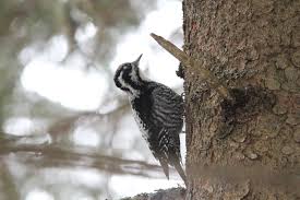 Attēlu rezultāti vaicājumam “Picoides tridactylus”