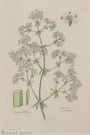 Attēlu rezultāti vaicājumam “Galium uliginosum”