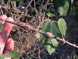 Attēlu rezultāti vaicājumam “Lasioptera rubi”