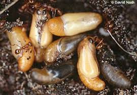 Attēlu rezultāti vaicājumam “Maculinea alcon underside”