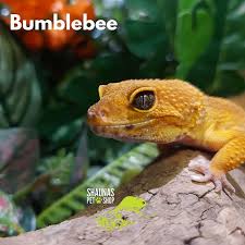 Image result for reptile scales