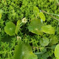 Attēlu rezultāti vaicājumam “Hydrocotyle vulgaris flower”