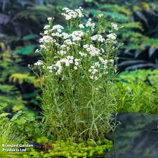 Attēlu rezultāti vaicājumam “Achillea ptarmica fruit”