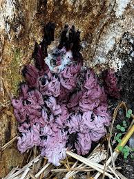 Attēlu rezultāti vaicājumam “Stemonaria irregularis”