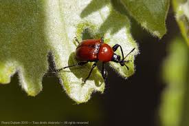 Attēlu rezultāti vaicājumam “Attelabus nitens”