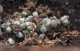 Attēlu rezultāti vaicājumam “Didymium clavus spores”