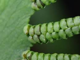 Attēlu rezultāti vaicājumam “Lignydium muscorum young”