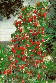 Attēlu rezultāti vaicājumam “Fragaria vesca”