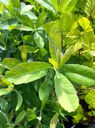 Attēlu rezultāti vaicājumam “Myrica gale leaf”