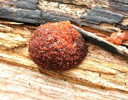 Attēlu rezultāti vaicājumam “Tubifera ferruginosa (subsp. ferruginosa)”