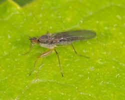 Attēlu rezultāti vaicājumam “Empididae”