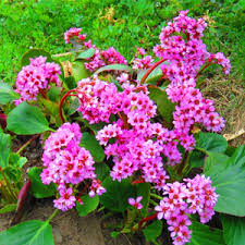 Attēlu rezultāti vaicājumam “Bergenia crassifolia flower”