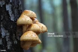 Attēlu rezultāti vaicājumam “Pholiota aurivella”