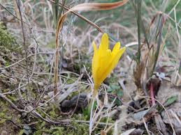 Attēlu rezultāti vaicājumam “Colchicum luteum”