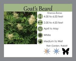 Image result for Aruncus dioicus