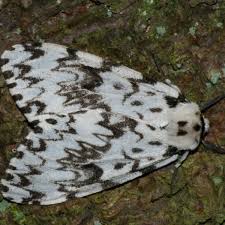 Attēlu rezultāti vaicājumam “Lymantria monacha pupa”