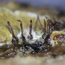 Attēlu rezultāti vaicājumam “Melanospora lagenaria”