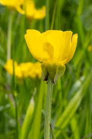 Attēlu rezultāti vaicājumam “Ranunculus bulbosus”